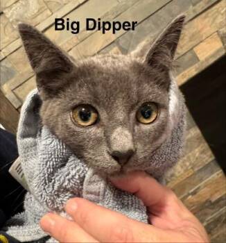 Big Dipper -  Domestic Short Hair Cat for Adoption in Mokena, Illinois - Big Dipper | PetCurious