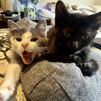 Ziggy (teal collar) -  Domestic Medium Hair Cat for Adoption in Philadelphia, Pennsylvania - Ziggy (teal Collar) | PetCurious