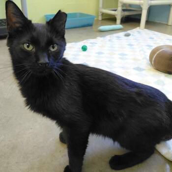 Domestic Short Hair Cats Available for Adoption in Gloucester, Virginia - Ariel | PetCurious
