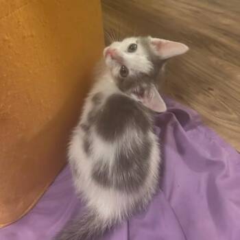Mirabel -  Domestic Short Hair Cat for Adoption in Woodstock, Virginia - Mirabel | PetCurious