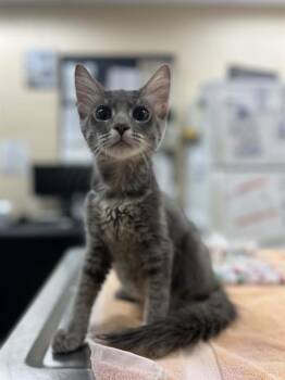 HARRISON -  Domestic Medium Hair Cat for Adoption in Aliquippa, Pennsylvania - HARRISON | PetCurious