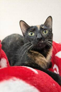 Domestic Short Hair Cats Available for Adoption in Homer Glen, Illinois - Dymond | PetCurious