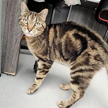 Jaxson -  Domestic Short Hair Cat for Adoption in Lakewood, Colorado - Jaxson | PetCurious