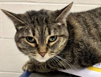 Rescue Domestic Short Hair Cats for Adoption in Sheboygan, Wisconsin - Riley | PetCurious