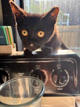 Eminem -  Domestic Short Hair Cat for Adoption in Seattle, Washington - Eminem | PetCurious