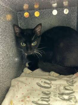 Chloe -  Domestic Short Hair Cat for Adoption in Daytona Beach, Florida - Chloe | PetCurious