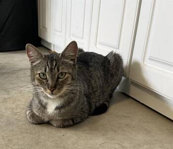 PHOEBE -  Domestic Short Hair Cat for Adoption in Kent, Washington - PHOEBE | PetCurious