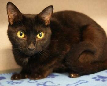 J.J. -  Domestic Short Hair Cat for Adoption in Bowling Green, Kentucky - J.J. | PetCurious