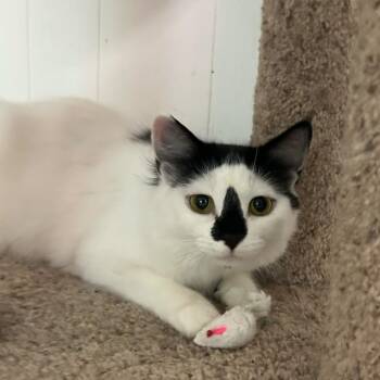 Ewok -  American Shorthair Cat for Adoption in Lancaster, South Carolina - Ewok | PetCurious