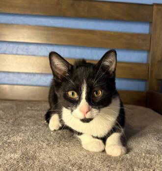 Domestic Short Hair Cats Available for Adoption in Chandler, Arizona - Cannoli Vibez | PetCurious