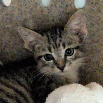 Plankton -  Domestic Short Hair Cat for Adoption in Reno, Nevada - Plankton | PetCurious