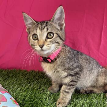Dolly -  Domestic Short Hair Cat for Adoption in Bardstown, Kentucky - Dolly | PetCurious