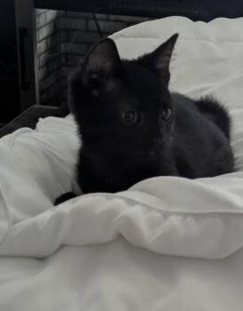 Toby -  Domestic Short Hair Cat for Adoption in Wheaton, Illinois - Toby | PetCurious