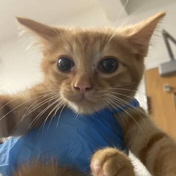 Garfield -  Domestic Short Hair Cat for Adoption in Charleston, West Virginia - Garfield | PetCurious