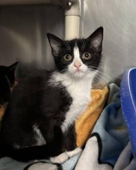 Sand Dollar (with Seashell) -  Domestic Medium Hair Cat for Adoption in Richmond, Virginia - Sand Dollar (with Seashell) | PetCurious
