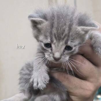 Domestic Short Hair Cats Available for Adoption in Madison, Wisconsin - Sloan | PetCurious