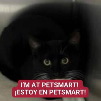 Domestic Short Hair Cats Available for Adoption - Tuna | PetCurious