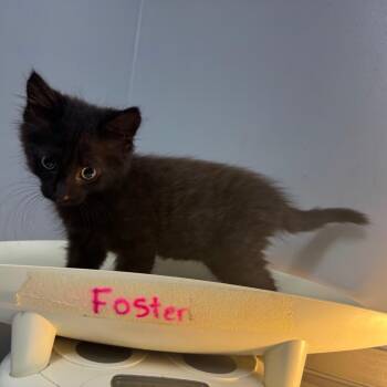 Midnight -  Domestic Long Hair Cat for Adoption in Columbus, Georgia - Midnight | PetCurious