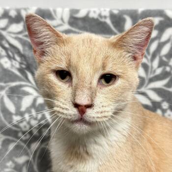 Rescue Domestic Short Hair Cats for Adoption in Hackett, Arkansas - Tazz | PetCurious