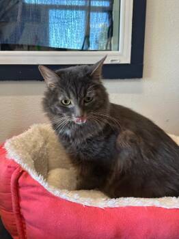 Lovey -  Domestic Medium Hair Cat for Adoption in Newberg, Oregon - Lovey | PetCurious