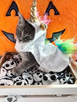 Rescue Domestic Medium Hair Cats for Adoption in Huntington Beach, California - Pebbles | PetCurious