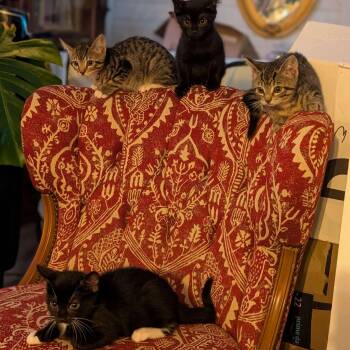 Sacramento, Santa Barbara & Hollywood -  Domestic Short Hair Cat for Adoption in Weehawken Township, New Jersey - Sacramento, Santa Barbara & Hollywood | PetCurious