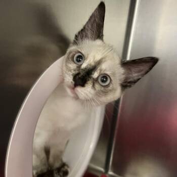 Micro -  Domestic Short Hair Cat for Adoption in Sonoma, California - Micro | PetCurious