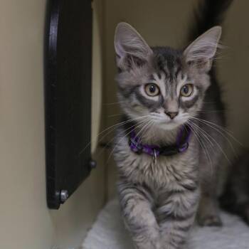 Puma -  Domestic Short Hair Cat for Adoption in Los Angeles, California - Puma | PetCurious
