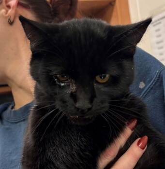 Rescue Domestic Short Hair Cats for Adoption in Pocatello, Idaho - Kiara 45437 | PetCurious