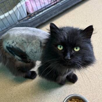 Domestic Long Hair Cats Available for Adoption in Brookings, South Dakota - Broomella | PetCurious