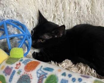 Nadine -  Domestic Short Hair Cat for Adoption in Conway, South Carolina - Nadine | PetCurious