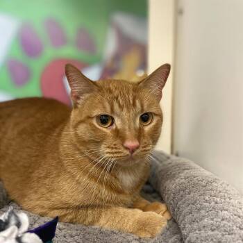 Fiji -  Domestic Short Hair Cat for Adoption in Cheyenne, Wyoming - Fiji | PetCurious
