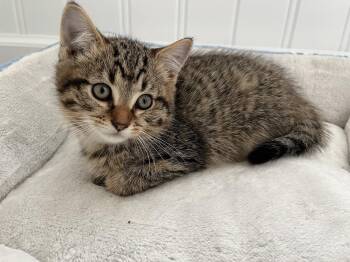 Rescue Domestic Medium Hair Cats for Adoption in Buffalo, New York - Emmitt | PetCurious