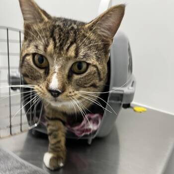 Gonzo -  Domestic Short Hair Cat for Adoption in Fairfax Station, Virginia - Gonzo | PetCurious