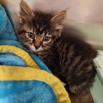 Butter Pecan Swirl -  Domestic Medium Hair Cat for Adoption in York, Pennsylvania - Butter Pecan Swirl | PetCurious