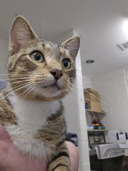Carlos -  Domestic Short Hair Cat for Adoption in Burlington, Iowa - Carlos | PetCurious