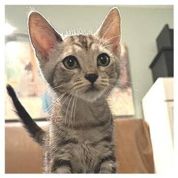 Simon -  Domestic Short Hair Cat for Adoption in Los Angeles, California - Simon | PetCurious