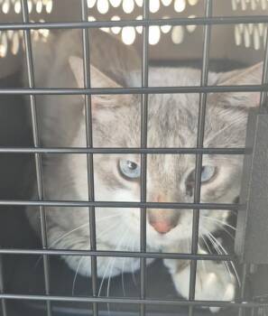 MAGIC -  Domestic Long Hair Cat for Adoption in San Antonio, Texas - MAGIC | PetCurious