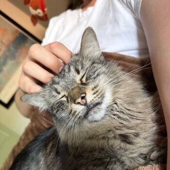 Rescue Domestic Medium Hair Cats for Adoption in Decatur, Georgia - Annelle | PetCurious