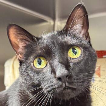 Chonk -  Domestic Short Hair Cat for Adoption in Kennebunk, Maine - Chonk | PetCurious