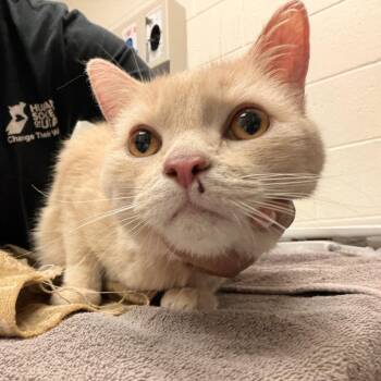 Buffy -  Domestic Short Hair Cat for Adoption in Murray, Utah - Buffy | PetCurious