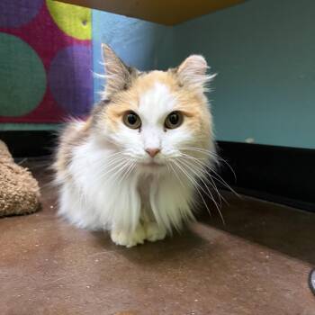 Domestic Long Hair Cats Available for Adoption in Springfield, Missouri - Genevieve | PetCurious