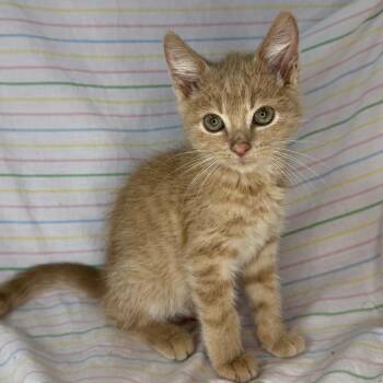 Salmon -  Norwegian Forest Cat and Bengal Cat for Adoption in Mount Vernon, Illinois - Salmon | PetCurious