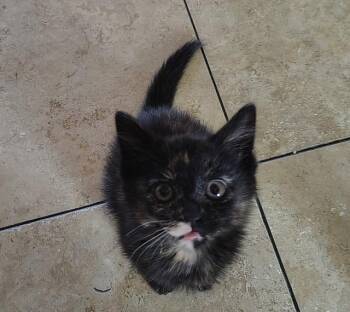 Domestic Medium Hair Cats Available for Adoption in Ogden, Utah - Vivian | PetCurious