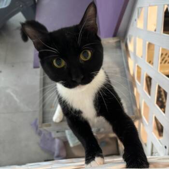 Dean Martin (Deano) -  Domestic Short Hair Cat for Adoption in Hopewell, Virginia - Dean Martin (Deano) | PetCurious