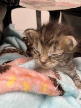 A2478342 -  Domestic Short Hair Cat for Adoption in Fort Lauderdale, Florida - A2478342 | PetCurious