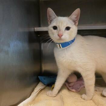 Siamese Cats Available for Adoption in Umatilla, Florida - Marvel | PetCurious