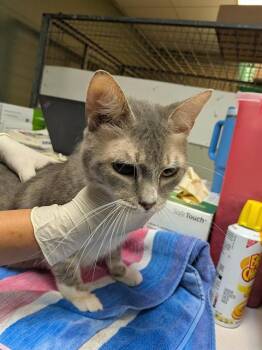 STARDUSTER -  Domestic Short Hair Cat Available for Adoption in Jacksonville, Florida - STARDUSTER | PetCurious
