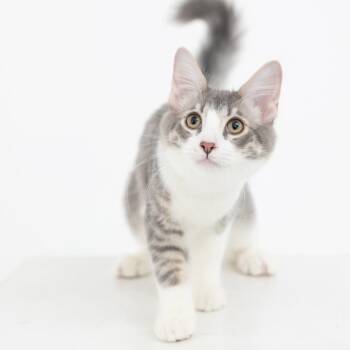 Warlock -  Domestic Long Hair Cat for Adoption in Los Angeles, California - Warlock | PetCurious