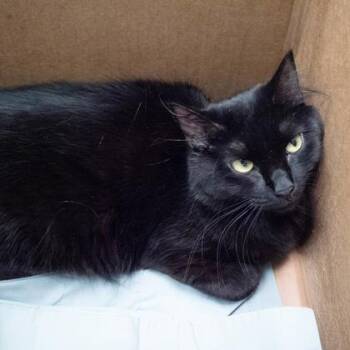 Minnie -  Domestic Short Hair Cat for Adoption in Largo, Florida - Minnie | PetCurious